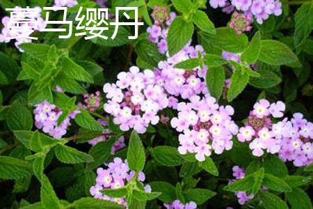蔓马缨丹 蔓马缨丹