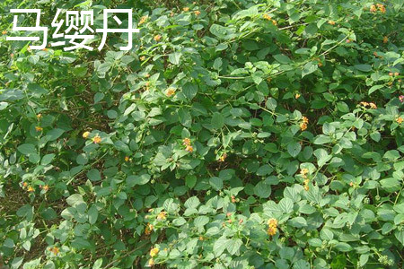 马樱丹 马樱丹