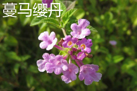 蔓马缨丹 蔓马缨丹