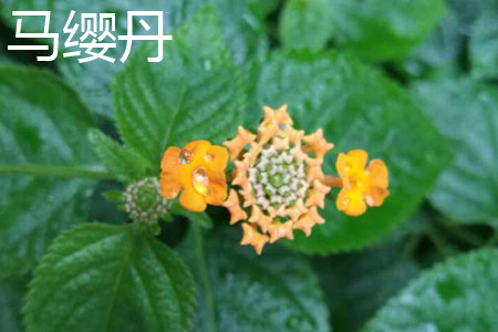 马樱丹 马樱丹