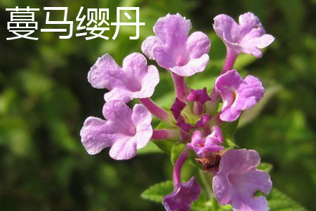 蔓马缨丹 蔓马缨丹