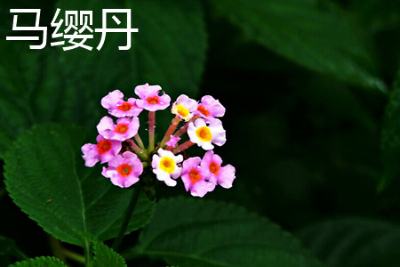 马樱丹 马樱丹