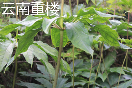 云南重楼茎部 云南重楼茎部