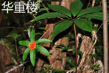 华重楼茎部 华重楼茎部