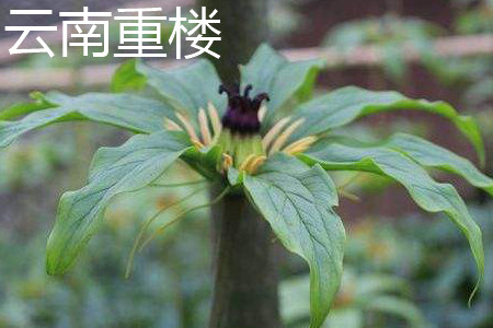 云南重楼叶片 云南重楼叶片