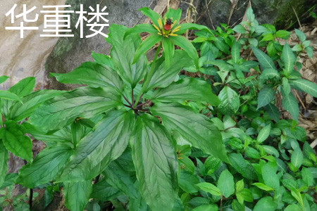 华重楼叶片 华重楼叶片