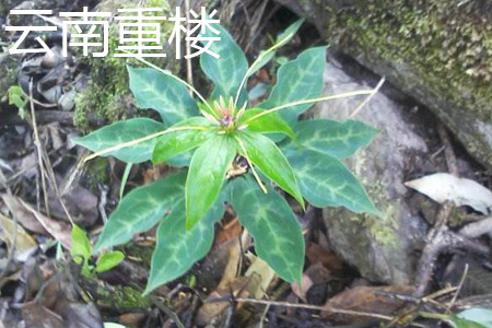 云南重楼花朵 云南重楼花朵