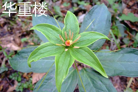 华重楼花朵 华重楼花朵