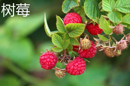 树莓 树莓