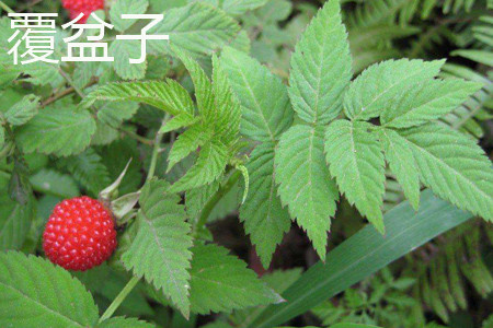 覆盆子 覆盆子