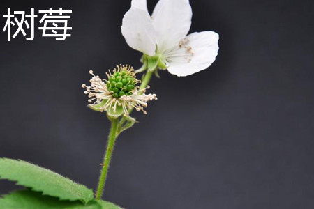 树莓 树莓