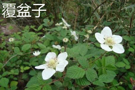 覆盆子 覆盆子