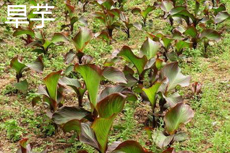 旱芋植株 旱芋植株