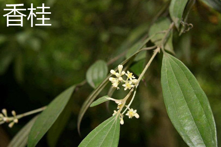 香桂 香桂
