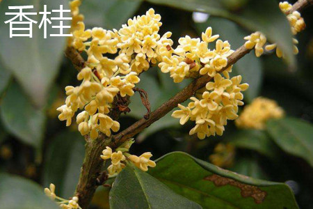 香桂 香桂