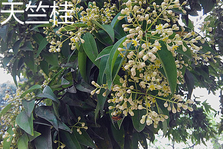 天竺桂 天竺桂