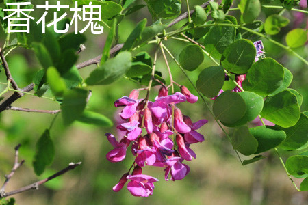 香花槐 香花槐