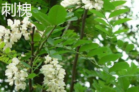 刺槐 刺槐