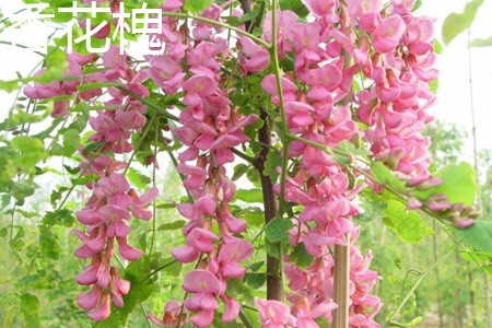 香花槐 香花槐