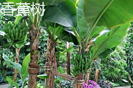 香蕉树 香蕉树