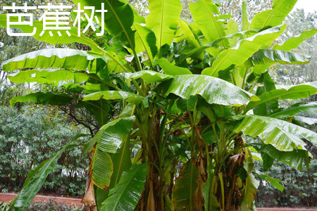 芭蕉 芭蕉