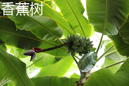 香蕉 香蕉