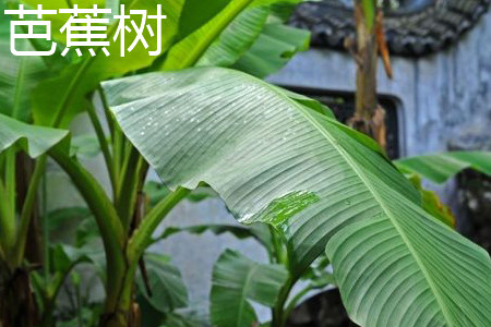 芭蕉树 芭蕉树