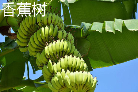 香蕉 香蕉