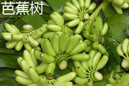 芭蕉 芭蕉