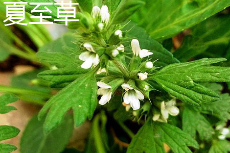 夏至草 夏至草