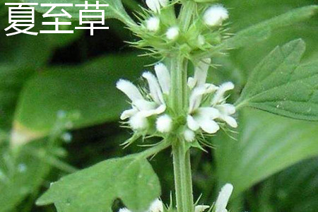 夏至草 夏至草