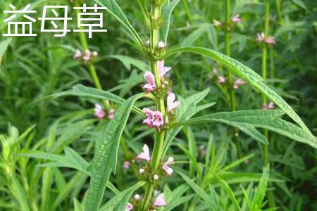 益母草 益母草