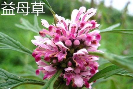 益母草 益母草