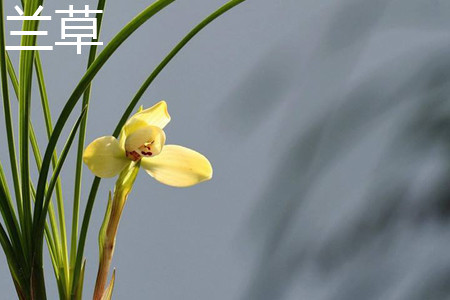 兰草 兰草