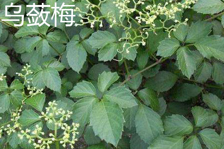 乌蔹梅 乌蔹梅