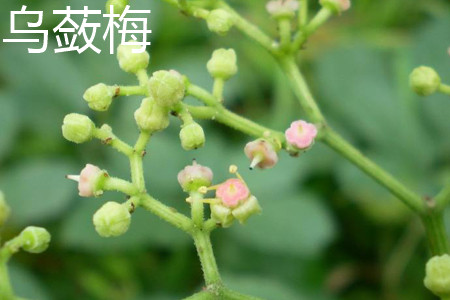 乌蔹梅 乌蔹梅