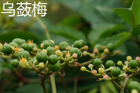乌蔹梅 乌蔹梅