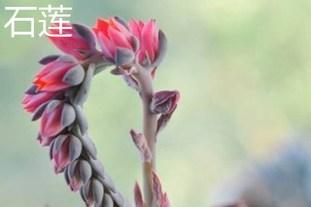 石莲 石莲