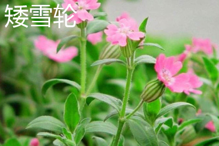 矮雪轮 矮雪轮