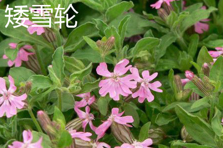 矮雪轮 矮雪轮