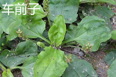 车前子 车前子