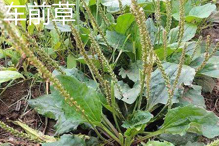 车前草 车前草