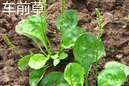 车前草 车前草