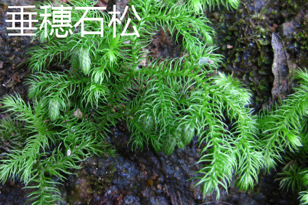 垂穗石松 垂穗石松