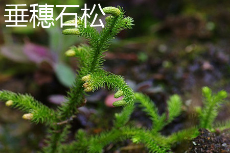 垂穗石松 垂穗石松