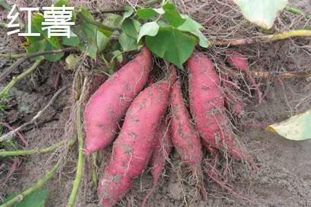红薯 红薯