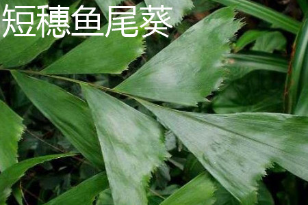 短穗鱼尾葵 短穗鱼尾葵