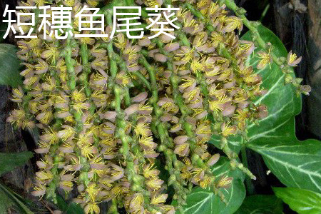 短穗鱼尾葵 短穗鱼尾葵