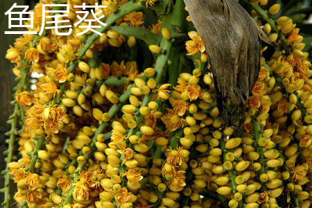 鱼尾葵 鱼尾葵