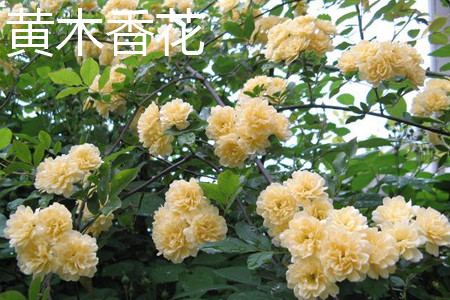 黄木香花 黄木香花